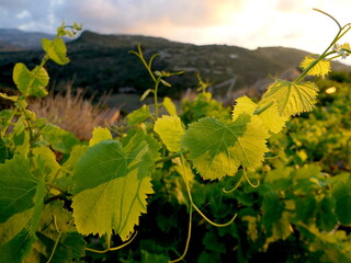 Weinblätter von Rebstock