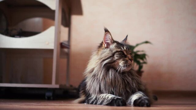 Adorable adult big lazy maincoon looks around, get tired and put head on paws at home. furry striped hairy mustache cat indoor nearly the table. HD horizontal slow motion video.