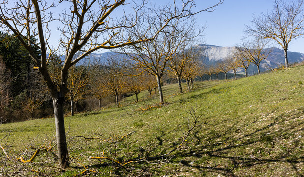 Taille des branches de noyers d'une noyeraie &agrave; Saint Roman