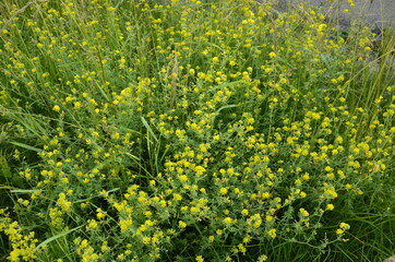 Alfalfa sickle (Medicago falcata) blooms in nature.In nature, alfalfa blooms yellow.