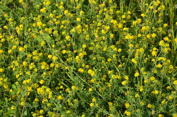 Alfalfa sickle (Medicago falcata) blooms in nature.In nature, alfalfa blooms yellow.