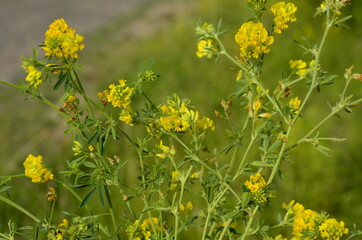 Alfalfa sickle (Medicago falcata) blooms in nature.In nature, alfalfa blooms yellow.