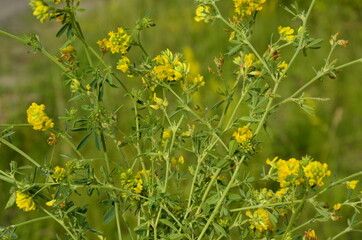 Alfalfa sickle (Medicago falcata) blooms in nature.In nature, alfalfa blooms yellow.