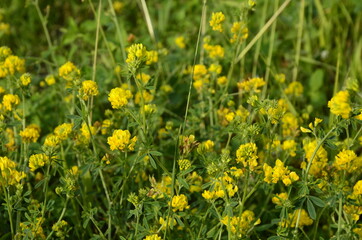 Alfalfa sickle (Medicago falcata) blooms in nature.In nature, alfalfa blooms yellow.