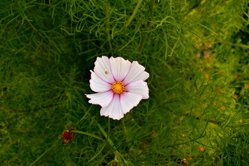 cosmos flower in the garden