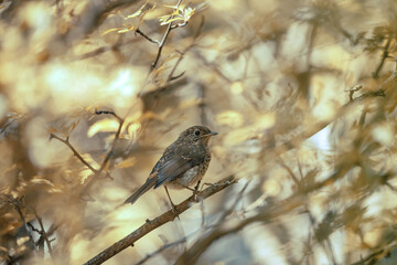 wandering in the meadow in summer day