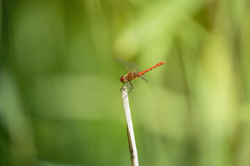 wandering in the meadow in summer day