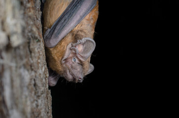 The common noctule (Nyctalus noctula) 