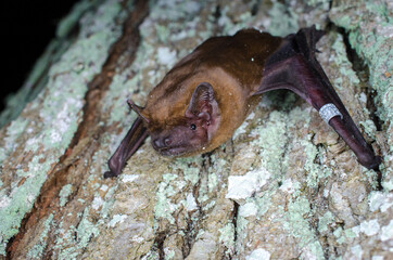 The common noctule (Nyctalus noctula) 