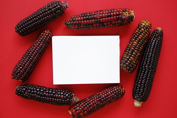 Colored corn cobs.  Corn cobs with multicolored variegated grains and white blank sheet on bright...
