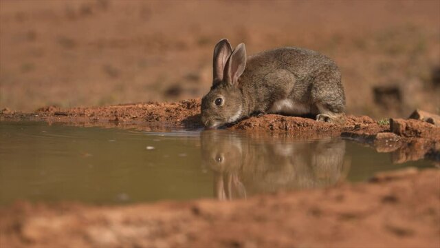 Conejo bebiendo agua