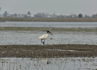 A Black-headed Ibis bird wading through waters of Ujani dam at Bhigwan, Maharashtra, India