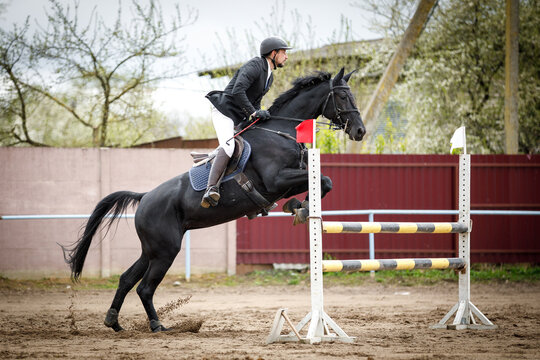 portrait of black mare horse and adult man rider jumping during equestrian showjumping competition in daytime in spring