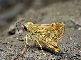 Silver spotted Skipper. Hesperia comma.