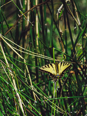 Butterfly in the reeds