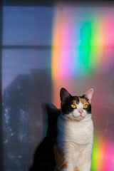 dumny kot, idealny kot, tricolorka, tęcza, kolory, kolory tęczy, kot na tle telewizora, kot w domu, kot domowy, europejski, różowy nos, kocie uszy, pyszczek, flaga, duma