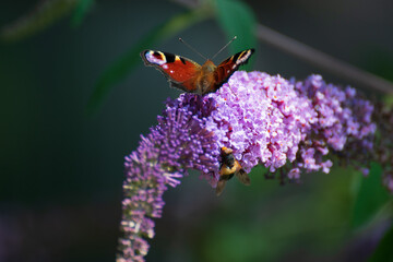 Budleja, motyle, stado motyli, ogród, rosliny ogrodowe © monikawyrwich