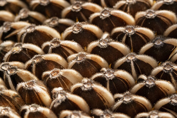 Sunflower seed macro photo, close-up. Seed background. A bountiful harvest for sunflower oil.