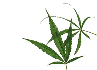 Marijuana leaves isolated on white background and texture, clipping path