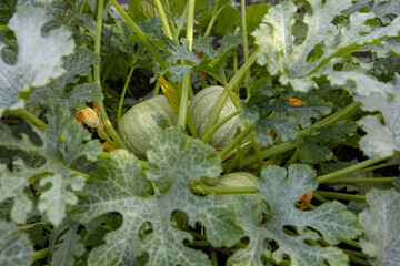 Pumpkins grow in a garden bed.Small round pumpkins lie on the ground in the middle of the leaves....