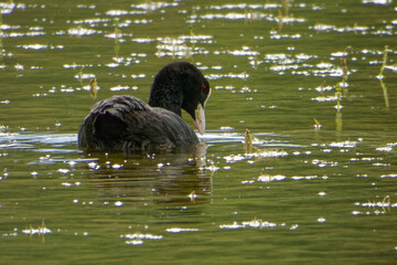 Eurasian coot (Fulica atra), is a member of the rail and crake bird family.