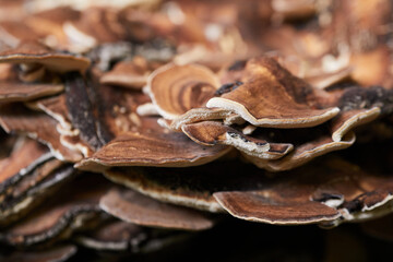 Nahaufnahme eines Baumpilzes in einem deutschen Wald. Schöne Strukturen der Natur.