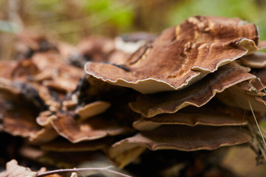 Nahaufnahme eines Baumpilzes in einem deutschen Wald. Sch&ouml;ne Strukturen der Natur.