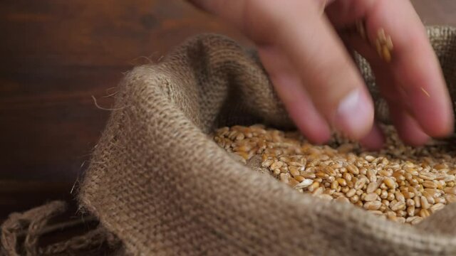 Farmer hand touches wheat grains in bindle bag sack. Harvest time activity landscape. Rural agriculture at summer. Healthy natural bio food concept. Growing plant, cultivate crop
