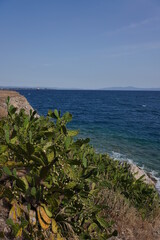 Mediterranean cactus near the edge of a cliff with the sea visible under it