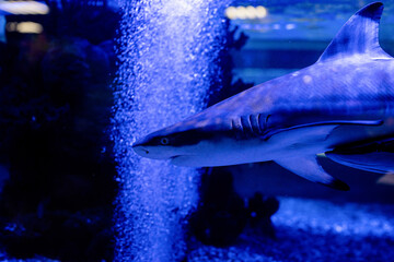 Underwater Image of small sharks swimming in aquarium in oceanarium