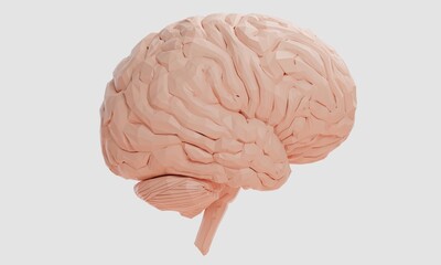 3d rendering illustration of human brain, healthcare of neuron cell, science and researching