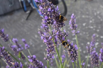 Bumblebee on purple flower