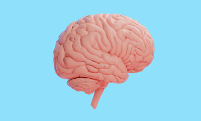 3d rendering illustration of human brain, healthcare of neuron cell, science and researching