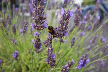 Bumblebee on purple flower