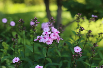 flowers in the garden