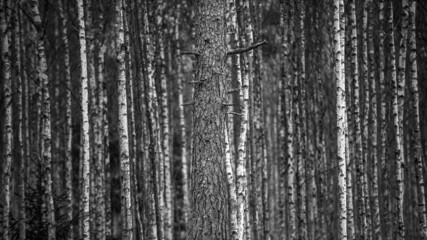 Fototapeta premium Pine tree in forest