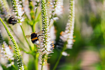 The bumblebee flies near the elongated white flowers.