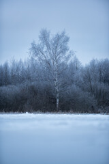 trees in the snow