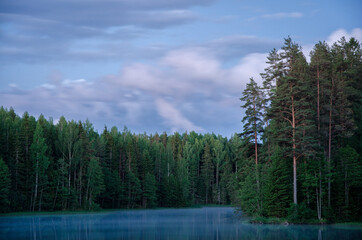 forest before sunrise