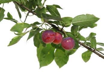 Wild red plums with leaves and twigs, isolated on white background