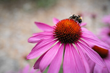 Bumble bee on a echinacea, coneflower
