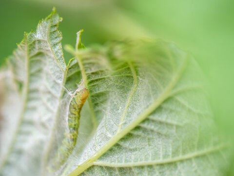 Caterpillar of Tortrix moth emerging from its silky shelter on my raspberry plant. Macro.