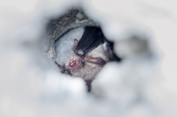 Natterer's bat (Myotis nattereri) 