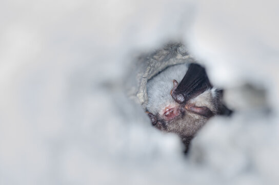 Natterer's Bat (Myotis Nattereri) 