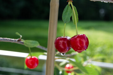 Dark red sour cherries (Prunus cerasus) hang on the tree after the rain with water droplets. Full of aroma and shine.