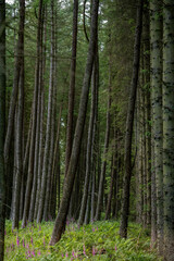 Beams of light falling through deep pine forest and fern plantation