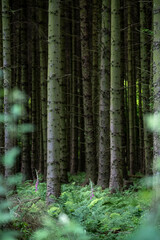 Fototapeta premium Beams of light falling through deep pine forest and fern plantation