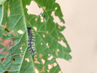 Small, young caterpillar of Comma butterfly, Polygonia c-album. Macro, UK.