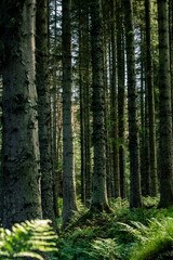 Obraz premium Beams of light falling through deep pine forest and fern plantation