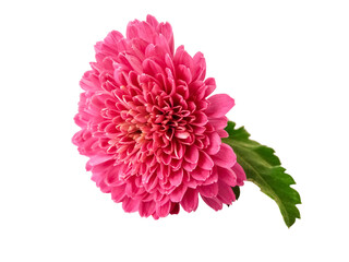 Beautiful Pink chrysanthemum flower isolated on white background